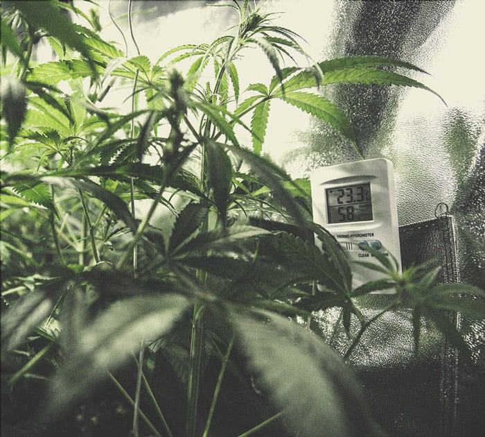 Comment cultiver une weed plus puissante