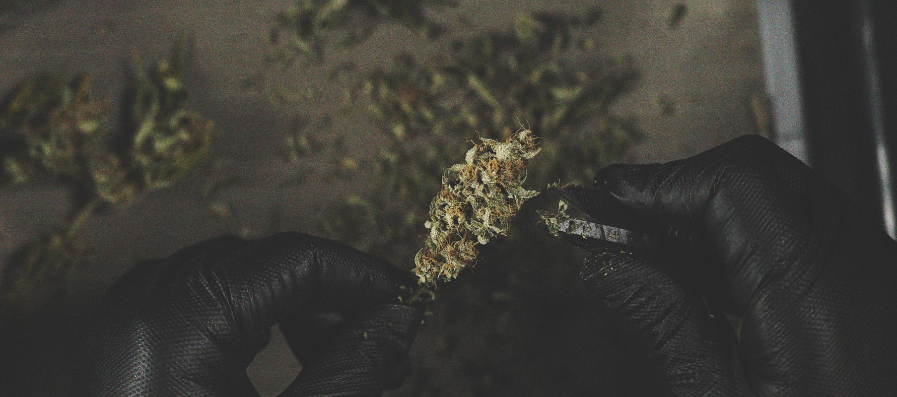 Comment Éviter Les Micro-Têtes Sur Vos Plants De Cannabis Comment Éviter Les Micro-Têtes Sur Vos Plants De Cannabis