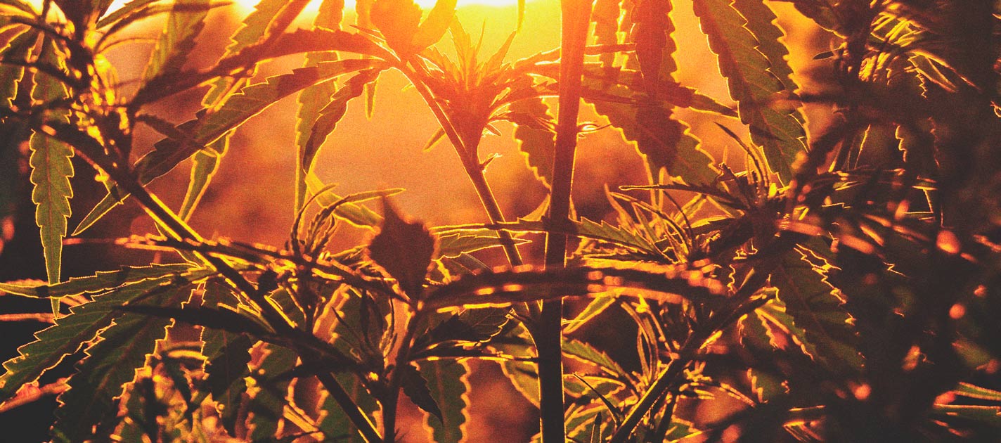 Le Cannabis À Photopériode & Comment Le Cultiver En Extérieur Le Cannabis À Photopériode & Comment Le Cultiver En Extérieur