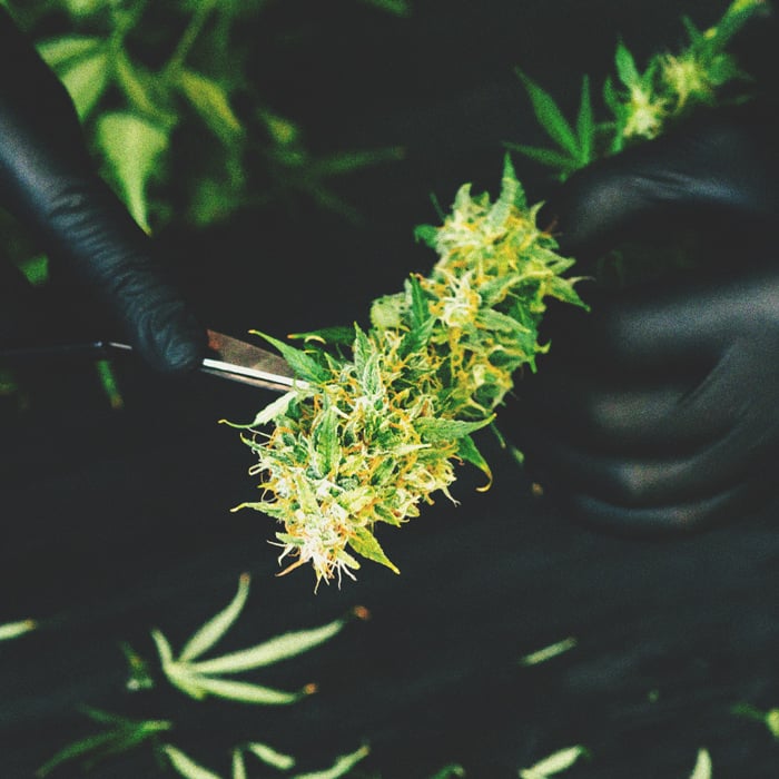 Alerte Aux Fumeurs : Fumer Du Cannabis Moisi Alerte Aux Fumeurs : Fumer Du Cannabis Moisia