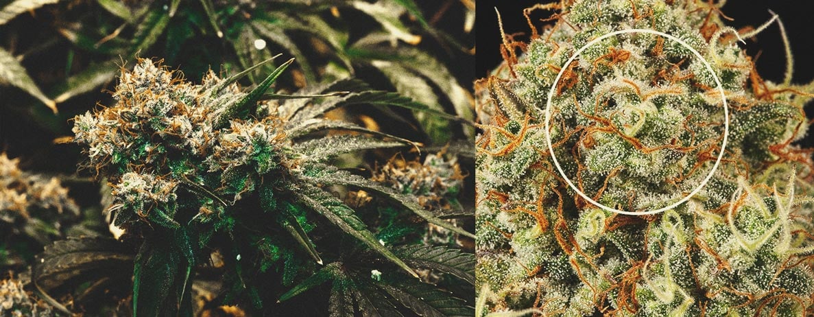 Gros plan sur une fleur de cannabis avec des pistils orange, indiquant la maturité des bourgeons. Les cultivateurs surveillent le changement de couleur des pistils, passant du blanc à l'orange, pour déterminer le moment optimal pour la récolte de cannabis. La récolte est souvent effectuée lorsque 90 % des pistils sont devenus orange, signalant une concentration maximale de THC.