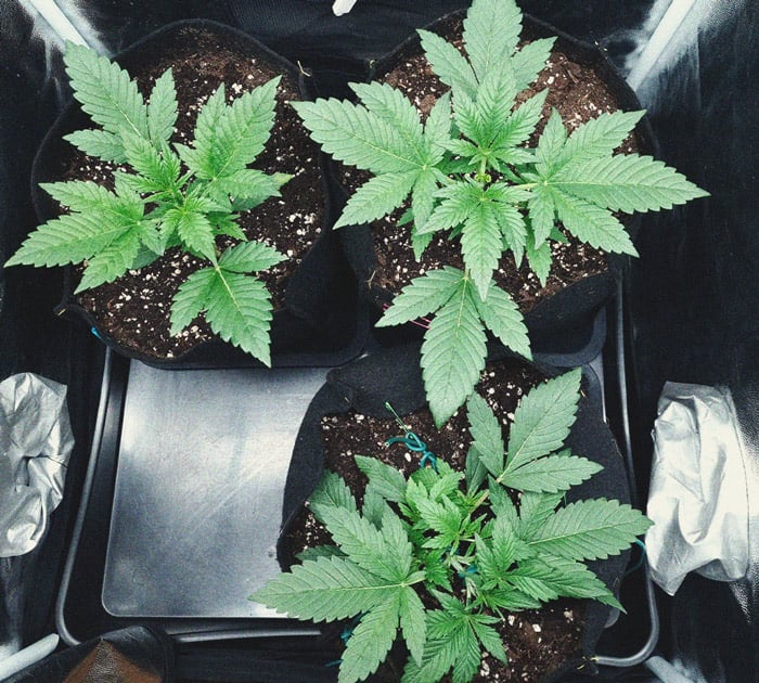 Purple Queen Automatic Grow Report Purple Queen Automatic Grow Report