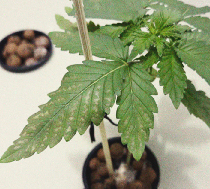 Identification Et Traitement Des Maladies Communes Du Cannabis RQS Blog Identification Et Traitement Des Maladies Communes Du Cannabis RQS Blog