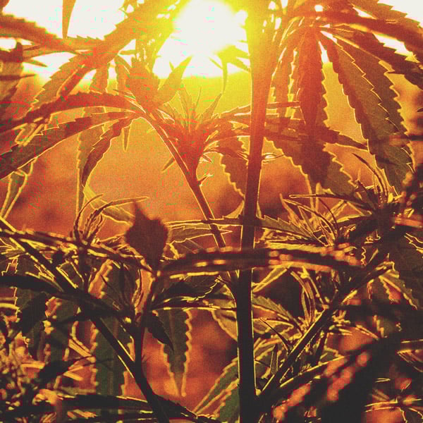 Le Cannabis À Photopériode & Comment Le Cultiver En Extérieur Le Cannabis À Photopériode & Comment Le Cultiver En Extérieur