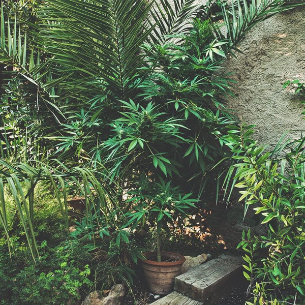 The Basics of Cannabis Outdoor Growing (Part 1) The Basics of Cannabis Outdoor Growing (Part 1)