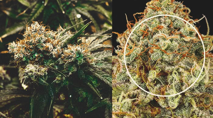 Gros plan sur une fleur de cannabis avec des pistils orange, indiquant la maturité des bourgeons. Les cultivateurs surveillent le changement de couleur des pistils, passant du blanc à l'orange, pour déterminer le moment optimal pour la récolte de cannabis. La récolte est souvent effectuée lorsque 90 % des pistils sont devenus orange, signalant une concentration maximale de THC.