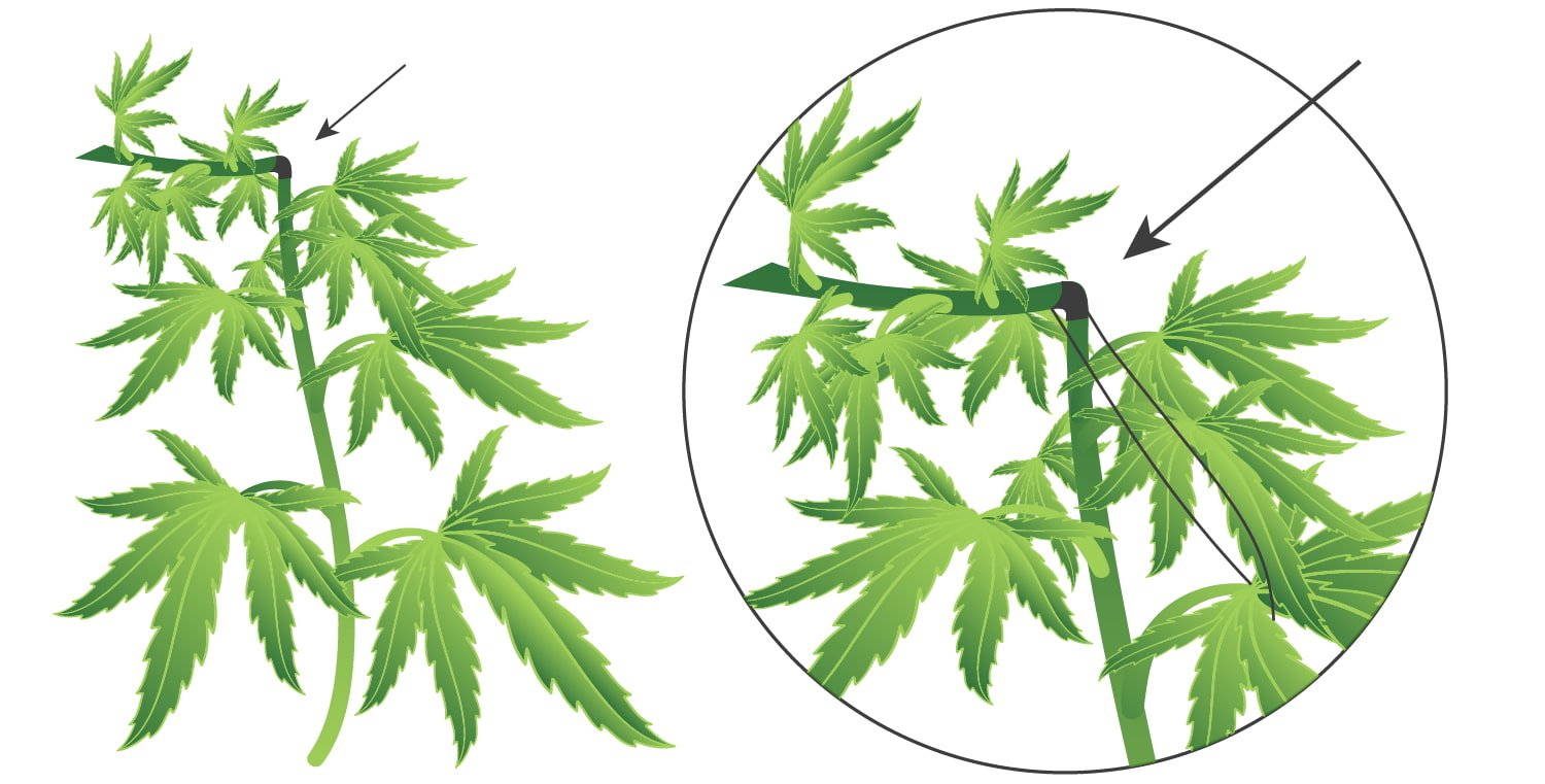 Super Cropping et cannabis : comment, quand et pourquoi le faire