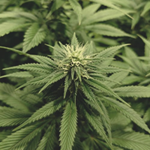 Plante de cannabis en semaine 3 de floraison avec bourgeons en croissance et développement des trichomes.