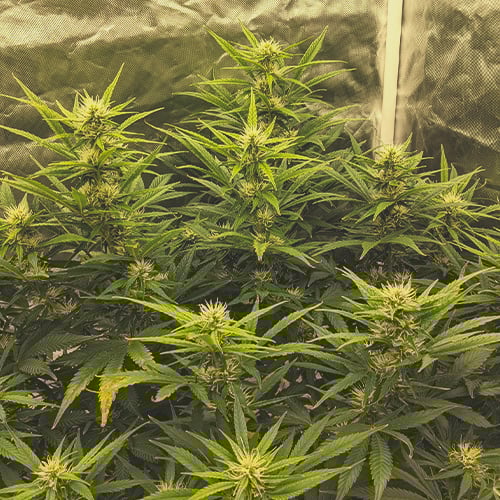 Floraison cannabis en semaine 4 montrant des têtes plus grosses et épaisses, avec de petits pistils blancs visibles. La plante a cessé de grandir et se concentre sur la production de trichomes, intensifiant l'odeur.