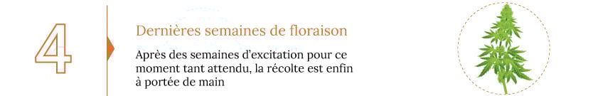 La récolte