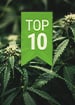 TOP 10 AUTOFLOWERING CANNABIS STRAINS