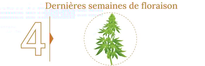 La récolte