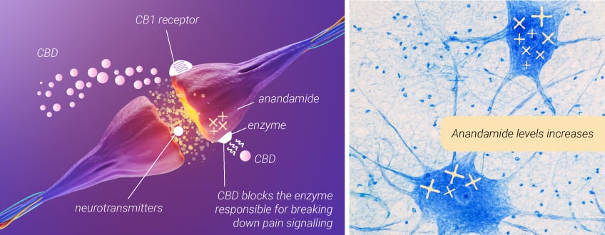 La marijuana contre le mal de dos : le CBD