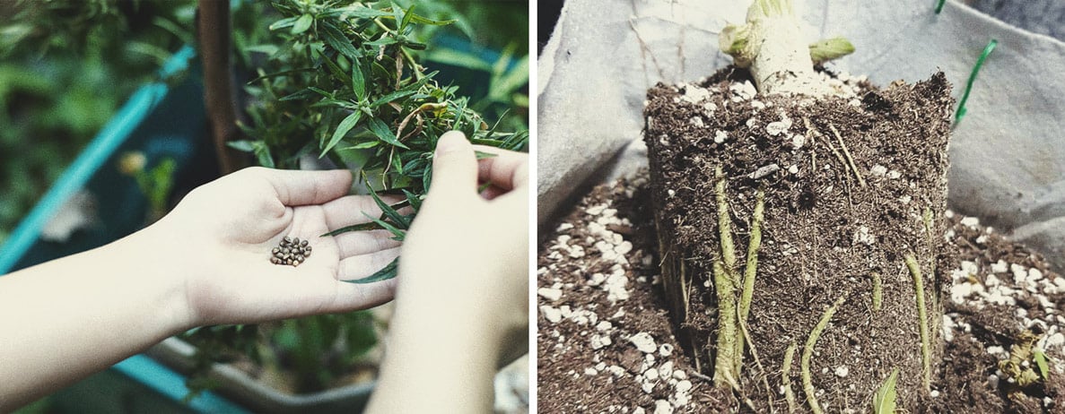 Les Meilleurs Moyens D’utiliser Les Plants De Cannabis Mâles