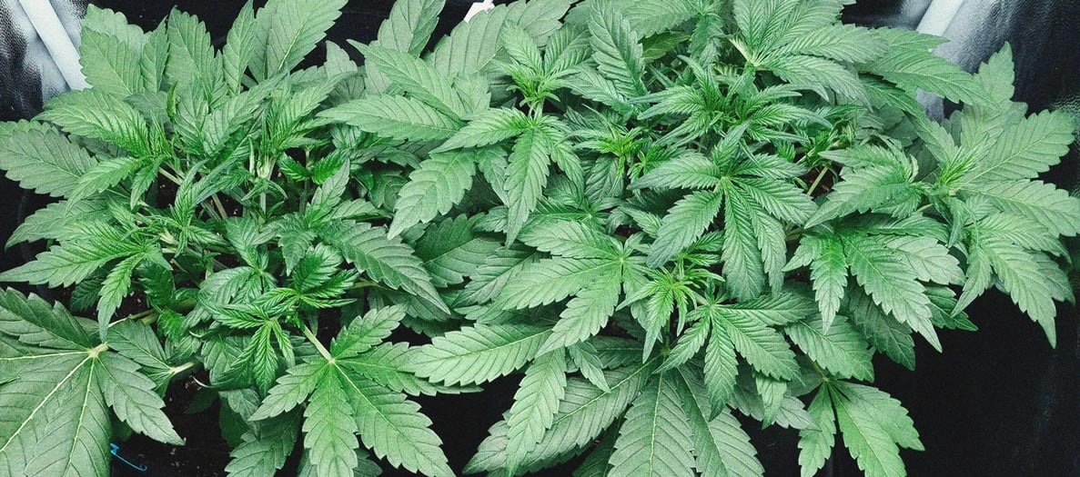 Purple Queen Automatic Grow Report Purple Queen Automatic Grow Report