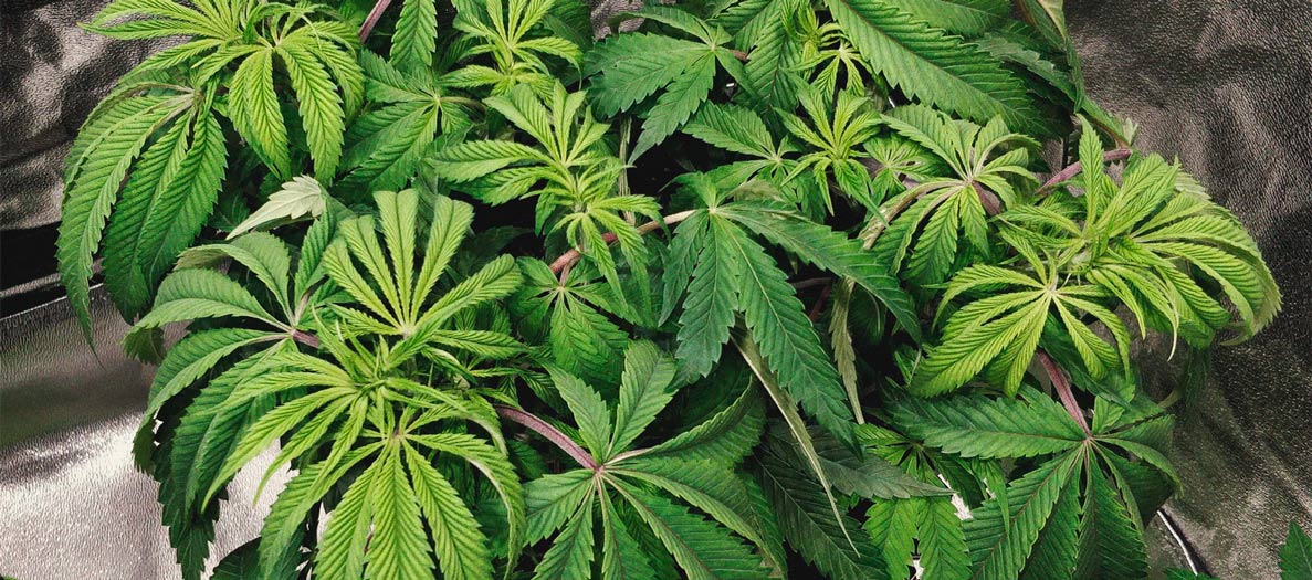 Identification et traitement des maladies communes du cannabis Identification et traitement des maladies communes du cannabis