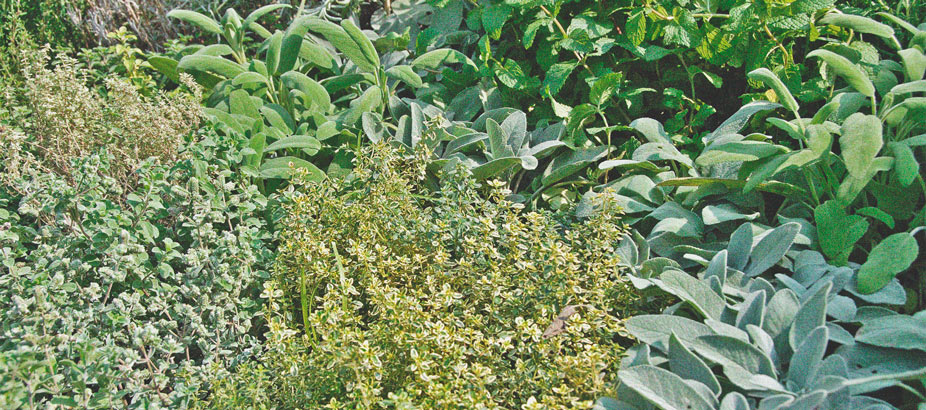 Peppermint In Your Cannabis Garden: The Benefits Of Companion Planting Peppermint In Your Cannabis Garden: The Benefits Of Companion Planting