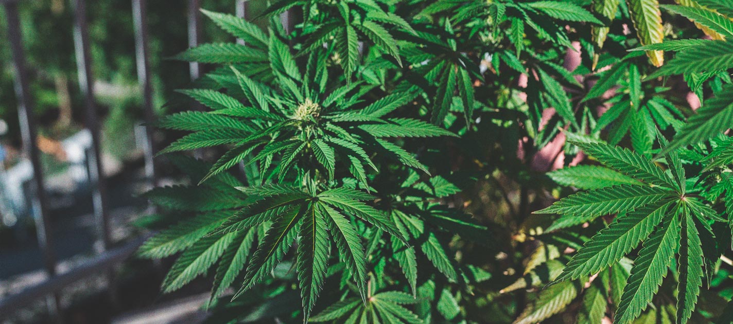 The Basics of Cannabis Outdoor Growing (Part 1) The Basics of Cannabis Outdoor Growing (Part 1)