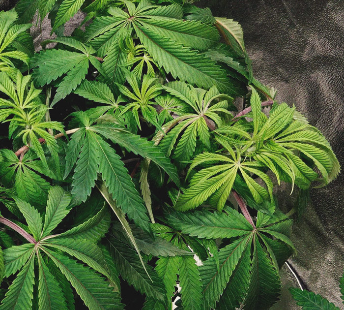Identification et traitement des maladies communes du cannabis Identification et traitement des maladies communes du cannabis