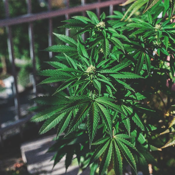 The Basics of Cannabis Outdoor Growing (Part 1) The Basics of Cannabis Outdoor Growing (Part 1)
