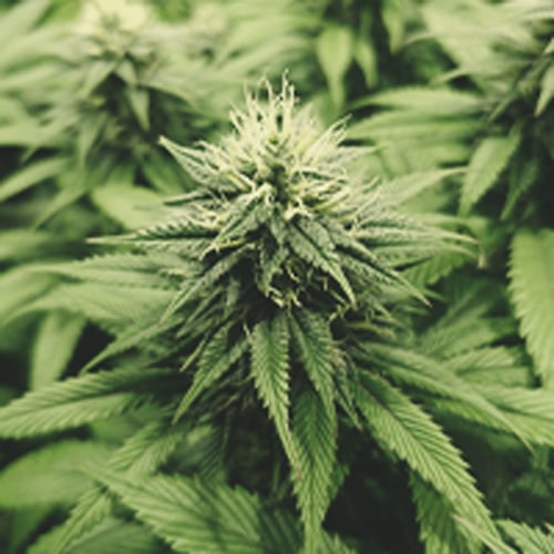 Quatrième semaine de la phase de floraison d'une plante de cannabis, caractérisée par la croissance rapide et l'épaississement des bourgeons.
