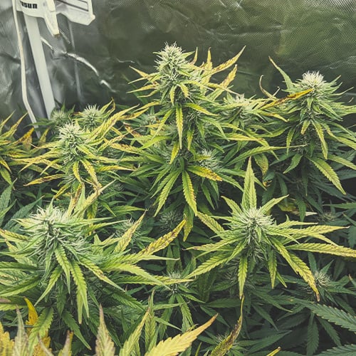 Floraison cannabis en semaine 5 avec des têtes plus épaisses et une croissance visible le long de la tige principale. Certains pistils blancs commencent à virer au marron ou ambré, tandis que les trichomes deviennent opaques, indiquant que la plante approche de la récolte. 