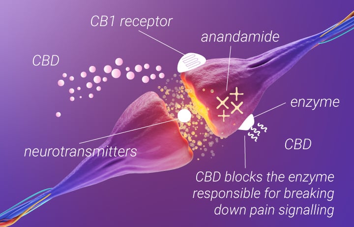 La marijuana contre le mal de dos : le CBDº