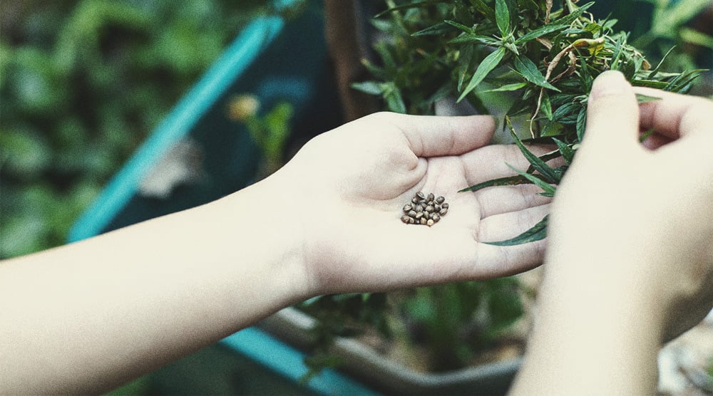 Les Meilleurs Moyens D’utiliser Les Plants De Cannabis Mâles