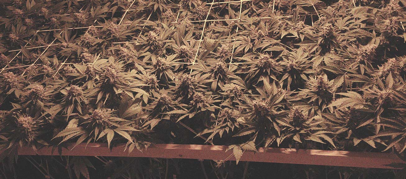 Comment Éviter Les Micro-Têtes Sur Vos Plants De Cannabis Comment Éviter Les Micro-Têtes Sur Vos Plants De Cannabis