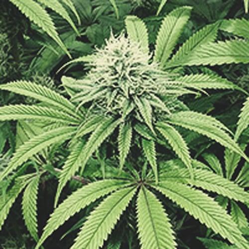 Cannabis à la cinquième semaine de la phase de floraison, montrant une augmentation significative de la taille des buds et la maturation des trichomes.
