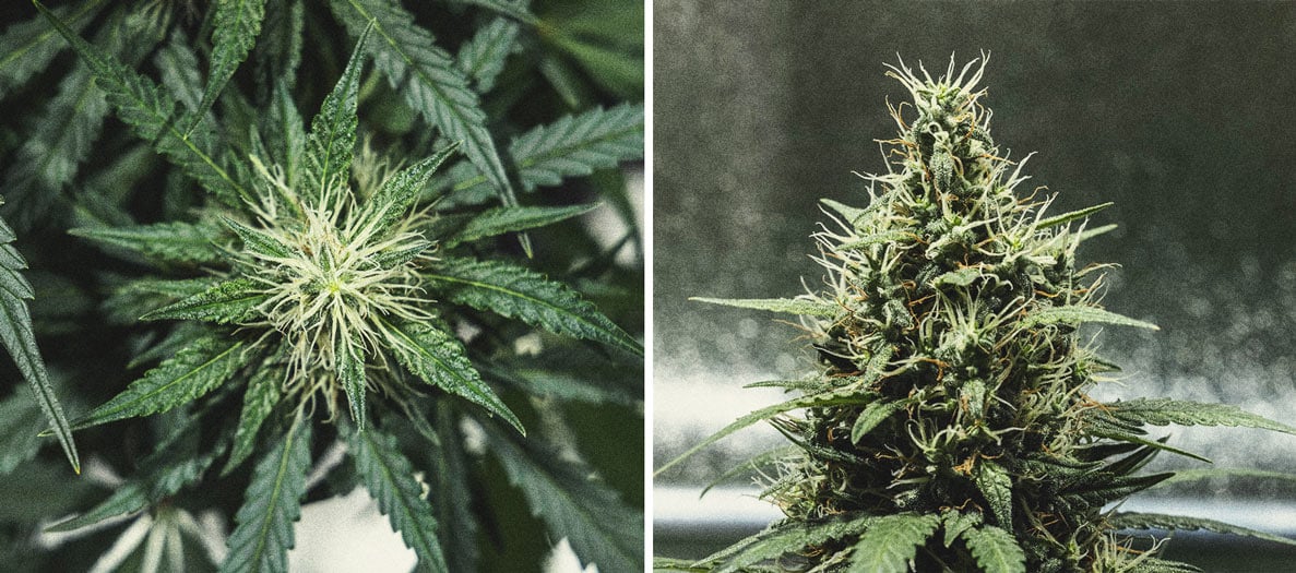 Cookies Gelato Automatic Grow Report Cookies Gelato Automatic Grow Report