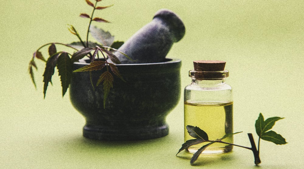 Des alternatives aux pesticides pour la culture du cannabis Des alternatives aux pesticides pour la culture du cannabis