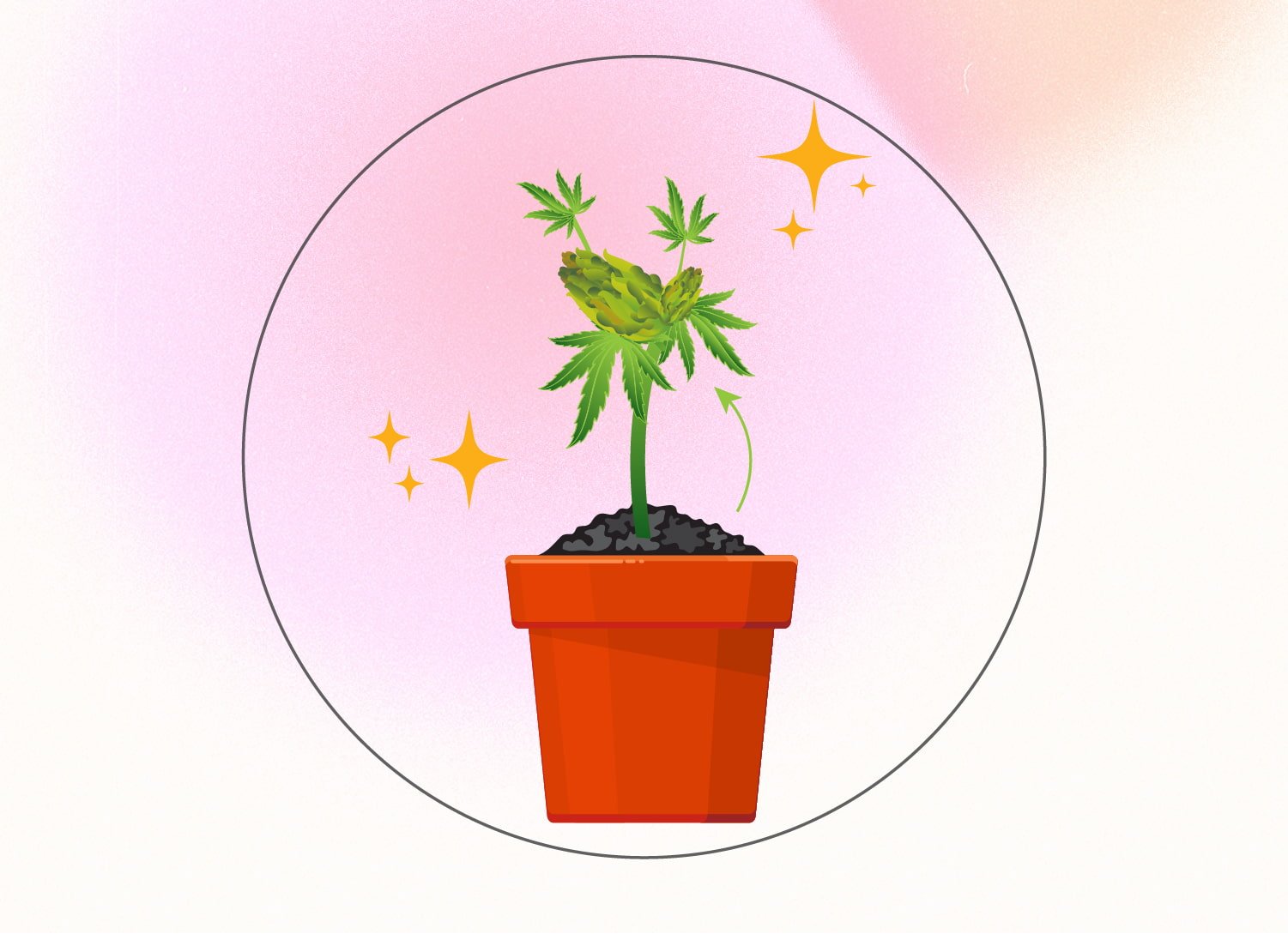 Cannabis et monster cropping : un guide étape par étape Cannabis et monster cropping : un guide étape par étape