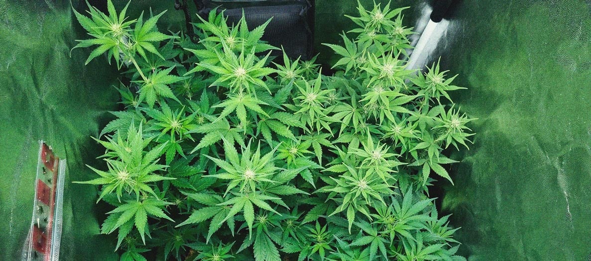 Purple Queen Automatic Grow Report Purple Queen Automatic Grow Report