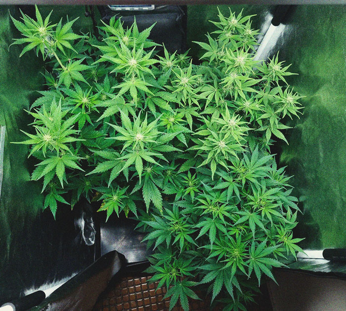 Purple Queen Automatic Grow Report Purple Queen Automatic Grow Report