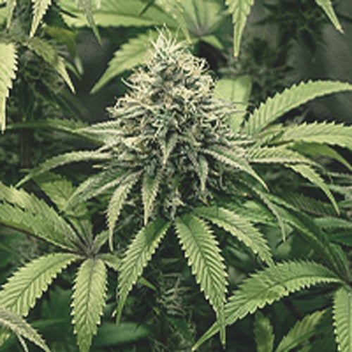Semaine six de la phase de floraison d'une plante de cannabis, caractérisée par un gonflement important des bourgeons et la maturation des trichomes.