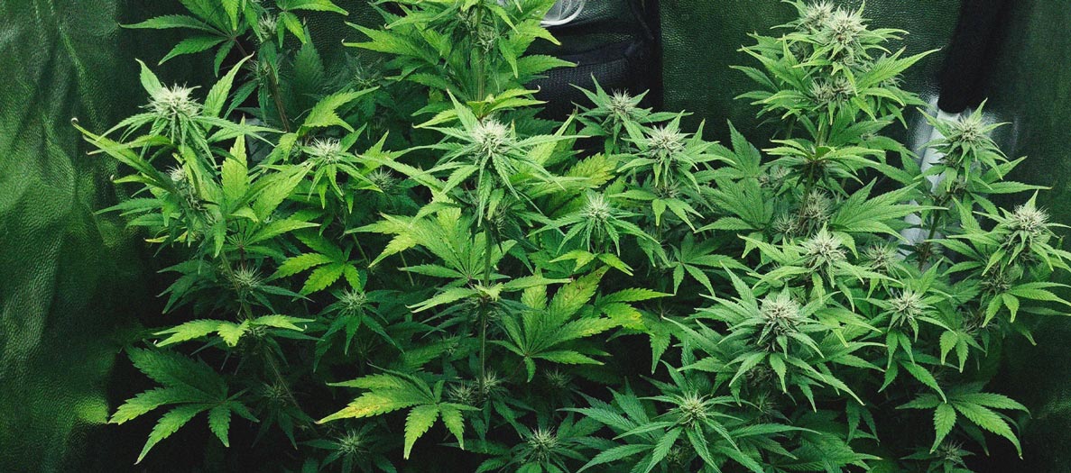 Purple Queen Automatic Grow Report Purple Queen Automatic Grow Report