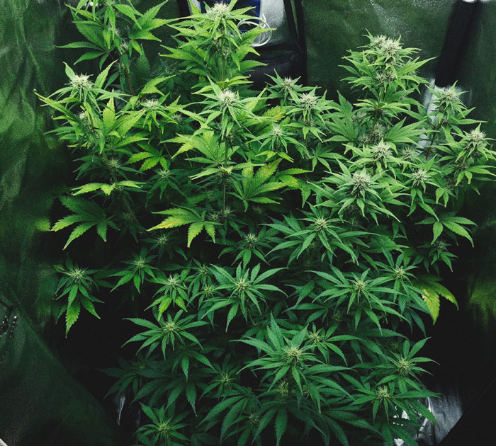 Purple Queen Automatic Grow Report Purple Queen Automatic Grow Report