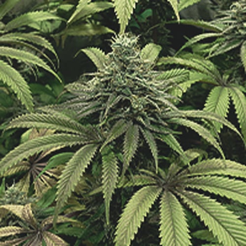 Septième semaine de la phase de floraison d'une plante de cannabis, caractérisée par un gonflement important des bourgeons et la maturation des trichomes.