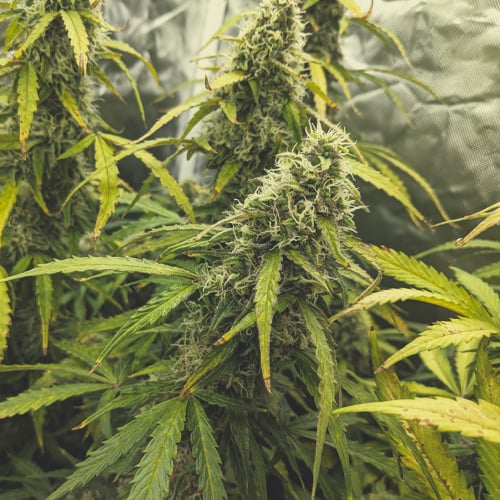 Floraison cannabis en semaine 6, avec les trichomes devenant opaques et certains pistils brunissants, indiquant l'approche de la récolte. Les plantes commencent à être rincées à ce stade pour améliorer le goût des têtes, en se préparant pour les dernières étapes avant la récolte.