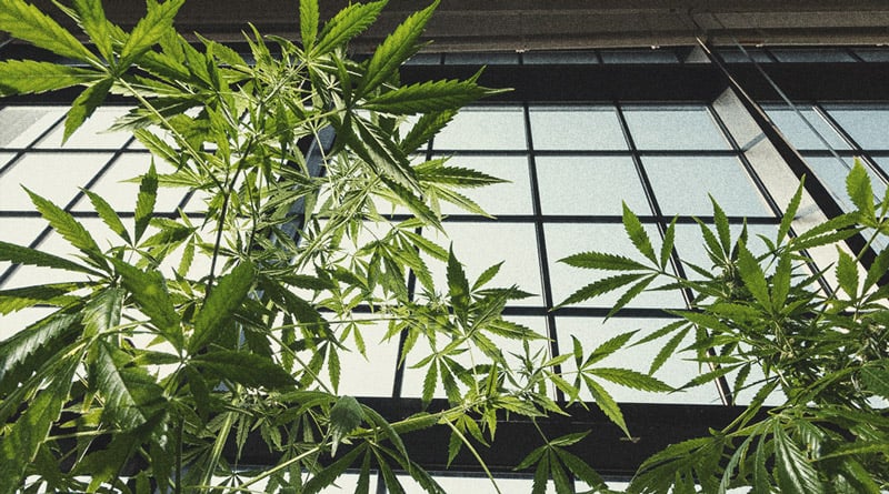 Des alternatives aux pesticides pour la culture du cannabis Des alternatives aux pesticides pour la culture du cannabis