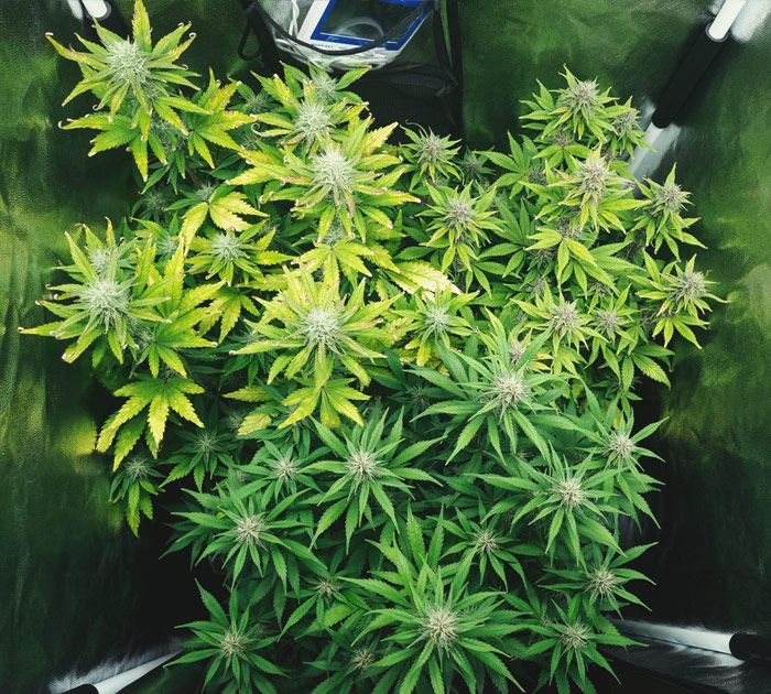 Purple Queen Automatic Grow Report Purple Queen Automatic Grow Report
