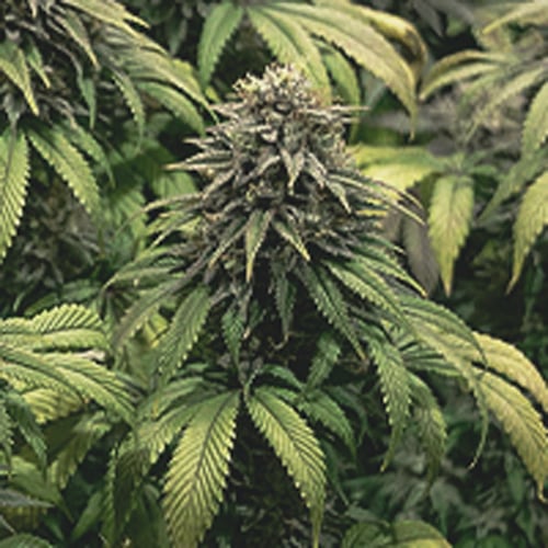 Plante de cannabis avec de gros bourgeons denses à la huitième semaine de floraison, montrant des signes de maturation des trichomes.