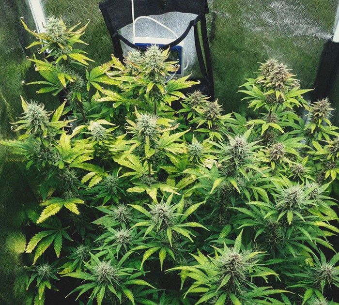 Purple Queen Automatic Grow Report Purple Queen Automatic Grow Report
