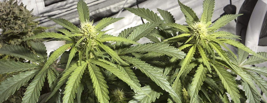 Amnesia Indoor Amnesia Indoor