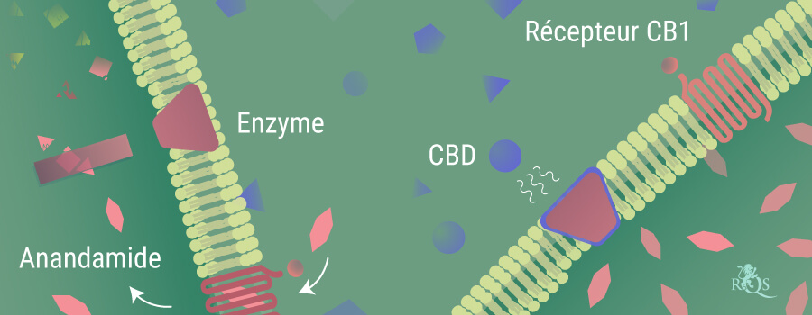 L'anandamide se décompose L'anandamide se décompose