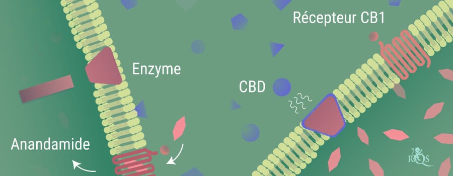 L'anandamide se décompose