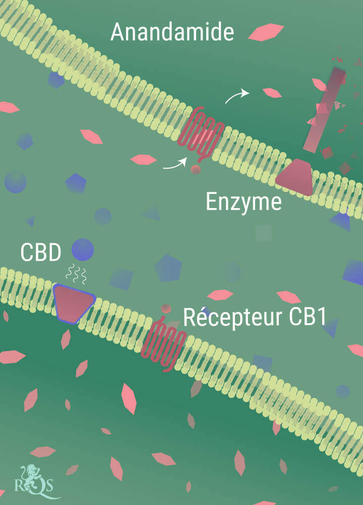 L'anandamide se décompose L'anandamide se décompose