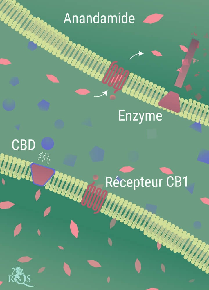 L'anandamide se décompose