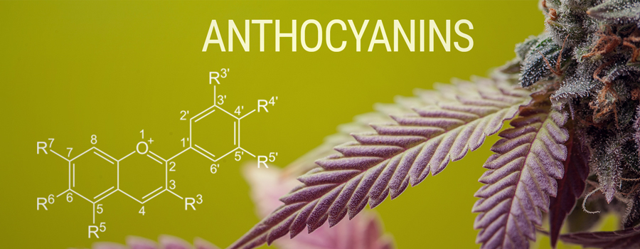Anthocyanines molécules de cannabis couleur Anthocyanines molécules de cannabis couleur